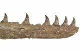 Fossil Mosasaur (Platecarpus) Lower Jaw - Kansas #207899-2